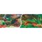 Tło dwustronne (fototapeta) nr. 210 (60cm wys.)