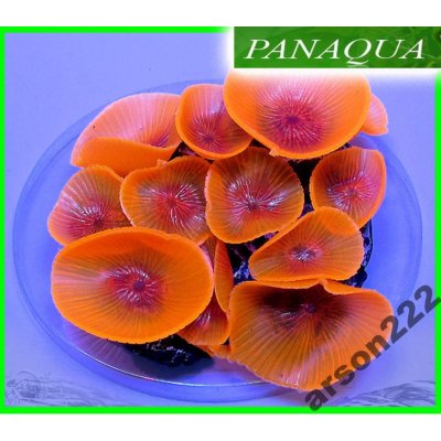 AZOO NEON CORAL (AZ27224) Discosoma Pomarańczowy