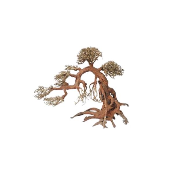 IKOLA KORZEN BONSAI S WYS 15-18/ DŁ 20-22