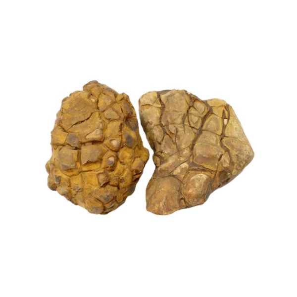 IKOLA SKAŁA SHELL VEIN ROCK YELLOW OZDOBA