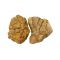 IKOLA SKAŁA SHELL VEIN ROCK YELLOW OZDOBA