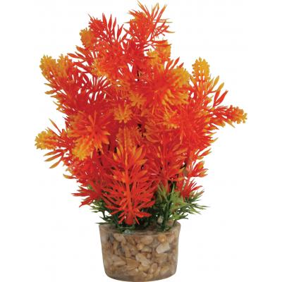 ZOLUX Roślina średnia