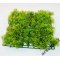 Sztuczny trawnik z roślin akwariowych 2 24-24cm