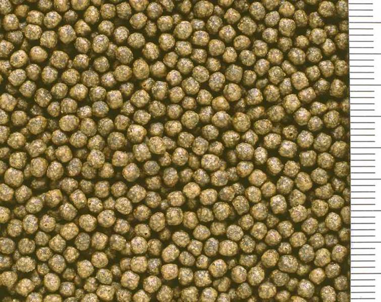 HIKARI SAKI R MULTI SEASON FLOATING S 15 KG POKARM