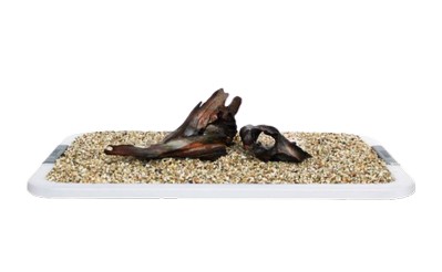 IKOLA KORZEN MANGROWY S 19-23 CM