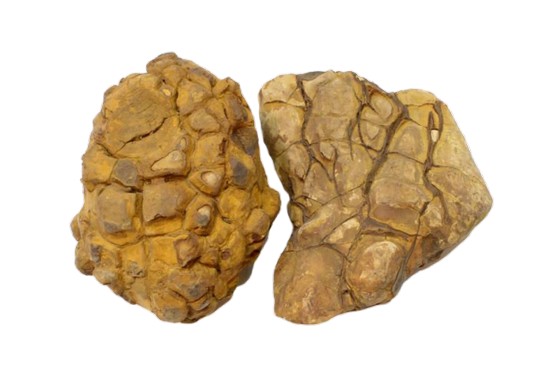 IKOLA SKAŁA SHELL VEIN ROCK YELLOW OZDOBA