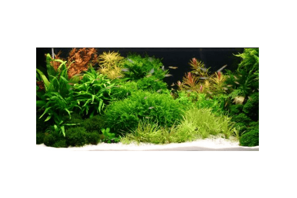 Zestaw 240 l owalny AQUAEL Led 2x16W + WYPOSAŻENIE 100