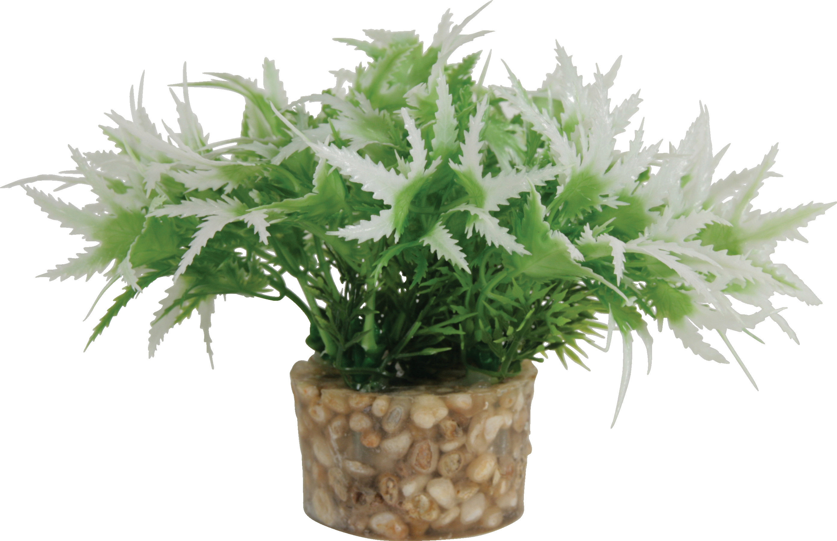 ZOLUX Roślina mała biała