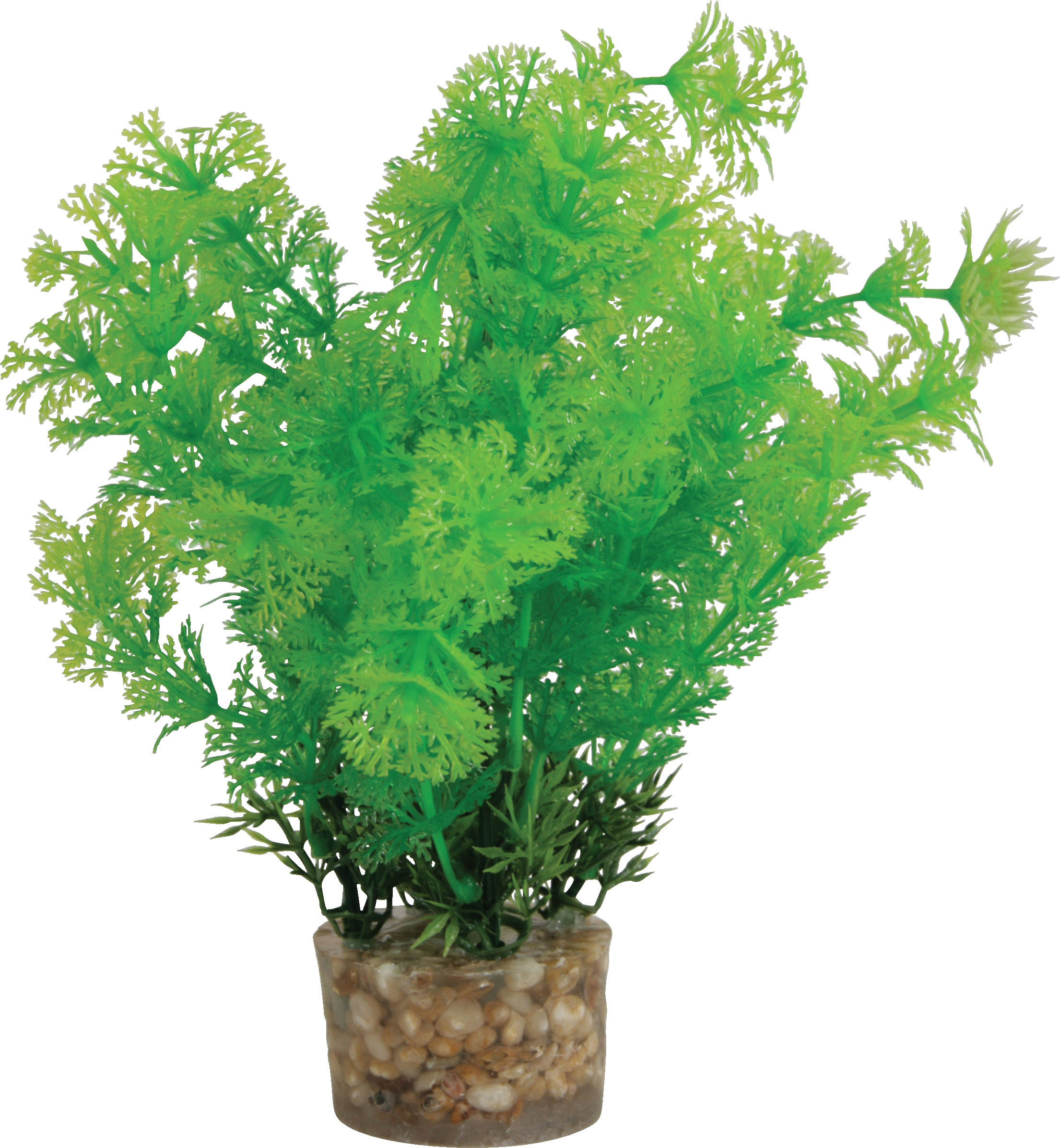 ZOLUX Roślina średnia zielona