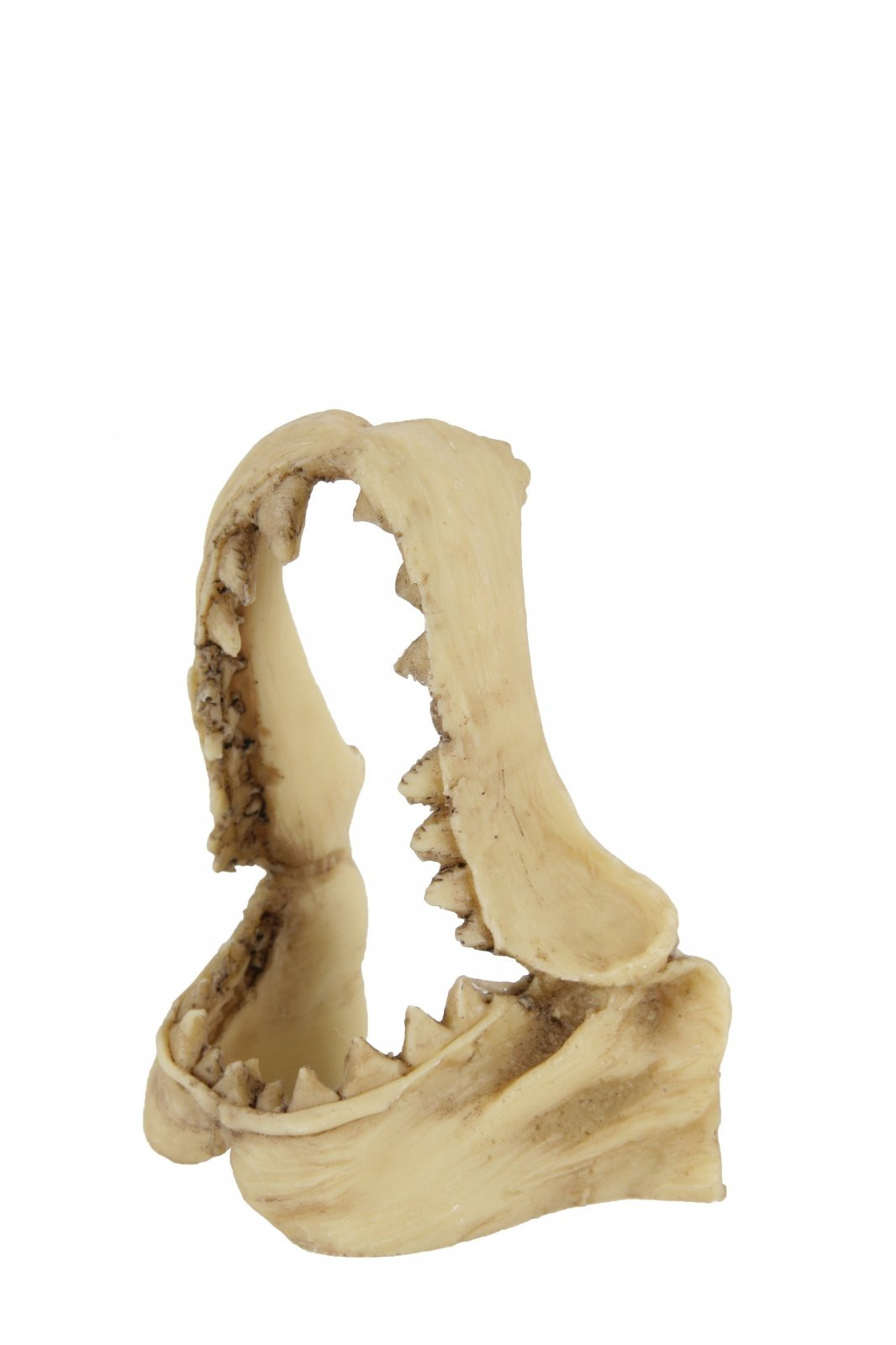 ZOLUX Dekoracja akw. czaszka dinozaura