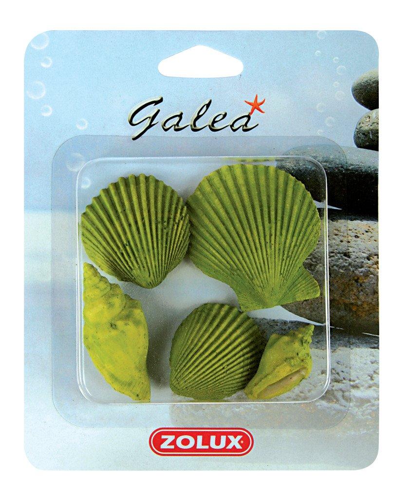 Zolux 5 muszelek małych kolor zielony