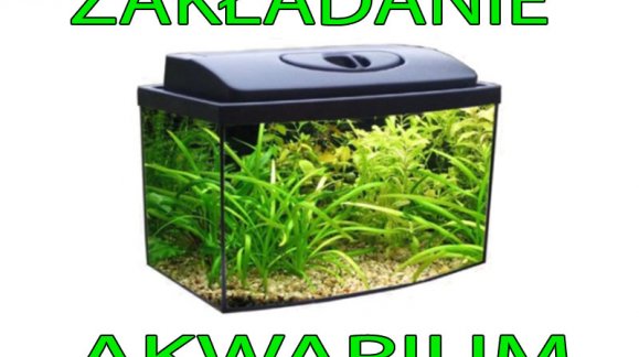 Zakładanie mojego pierwszego akwarium