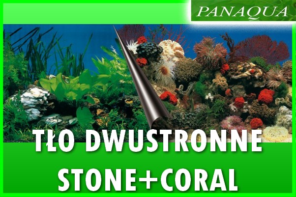 stonecoral.jpg