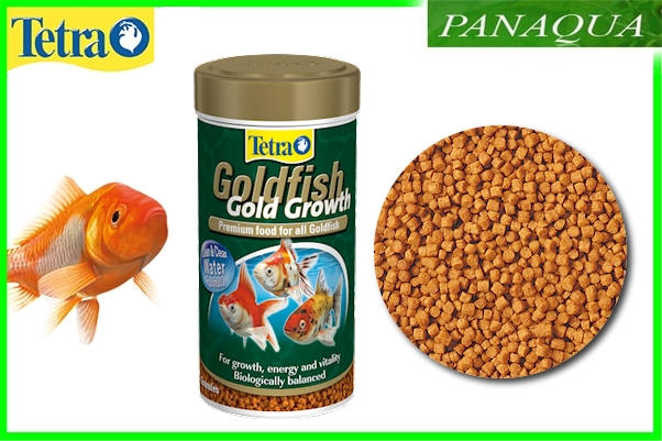 goldfishgrownn.jpeg