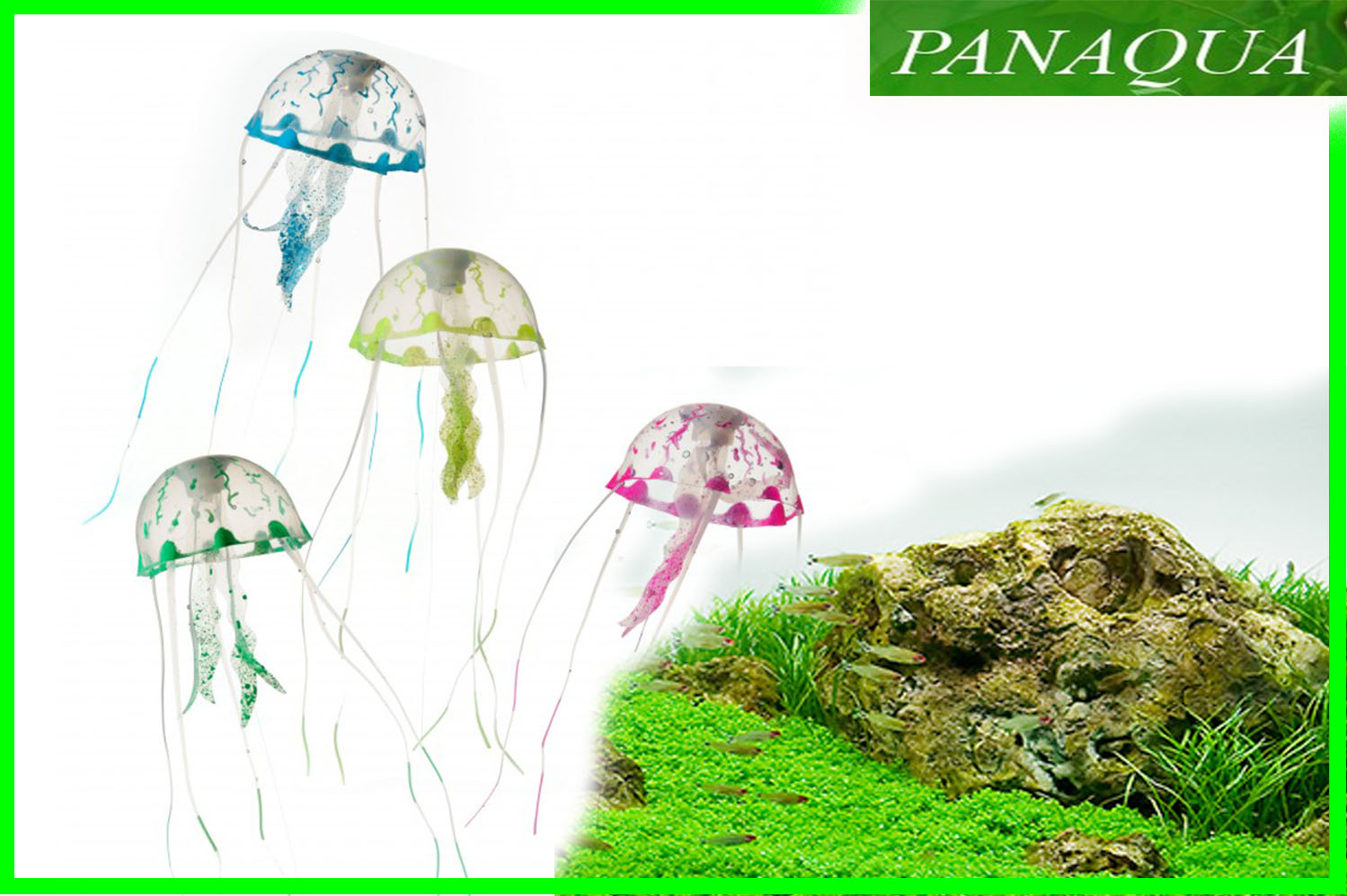 aquadella jellym.jpg