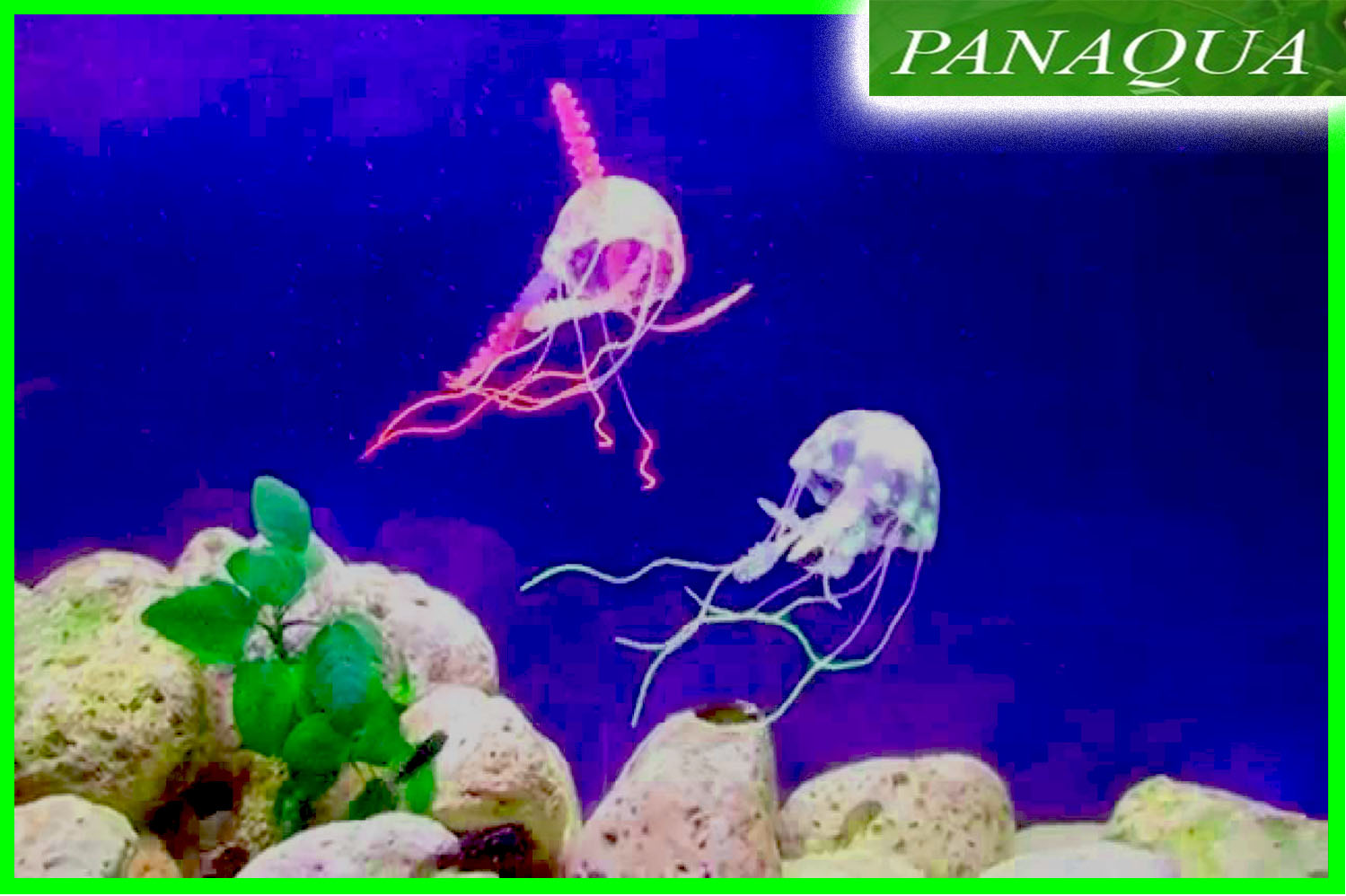 aquadella jellym6.jpg